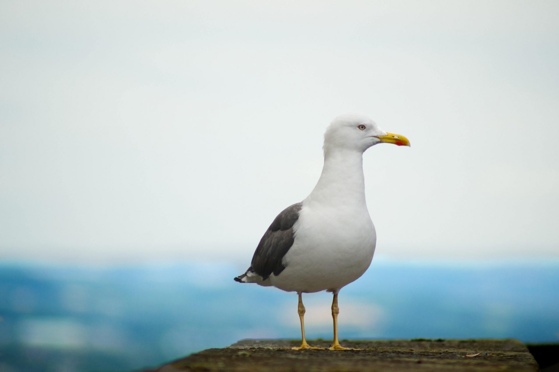 Seagull