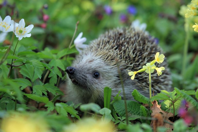 Boost for biodiversity: understanding the new nature-friendly rules on property development